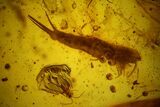 Two Fossil Flies, a Bristletail and a Hairy Leaf in Baltic Amber #159806-2